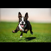 Boston-Terrier-puppy-running-in-the-grass (1)