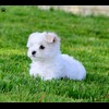 Maltese-puppy-2 (1)