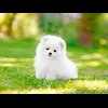 Pomeranian 4 (1)