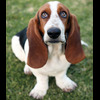 basset-hound-1 (1)