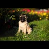 pug (1)