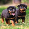 two-rottweiler-puppies-gallery-4-min (1)